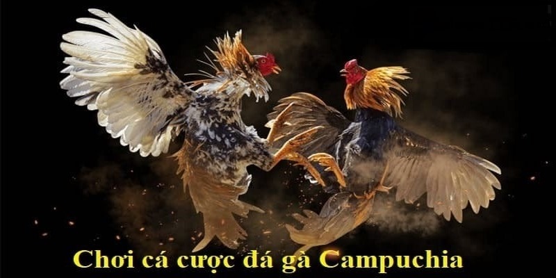 Giải mã sức hấp dẫn của đá gà Campuchia