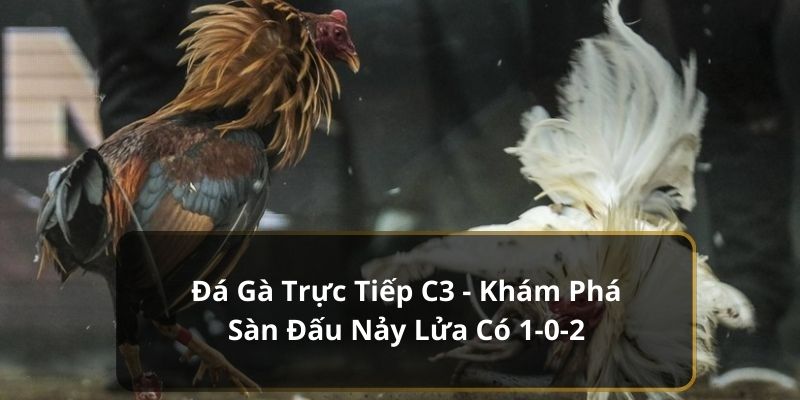 Đá Gà Trực Tiếp C3 - Khám Phá Sàn Đấu Nảy Lửa Có 1-0-2