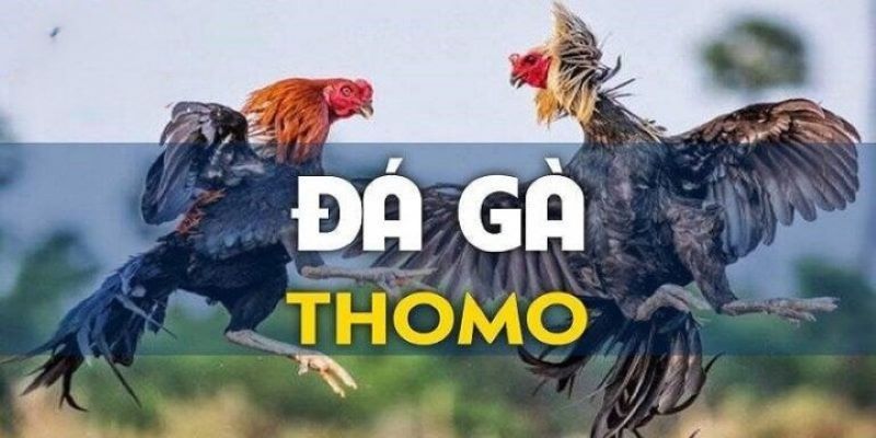 Trực tiếp đá gà thomo hôm nay - Hình Thức Ăn Khách Bậc Nhất Vin777